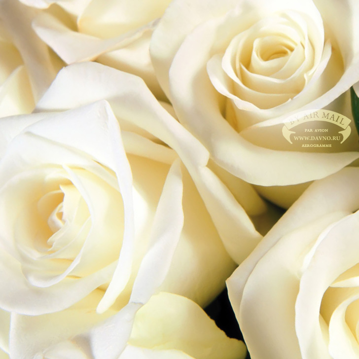 01 - ANGEL - Белые розы-Ласкового Мая 01 - Белые розы (original version-март 2011)