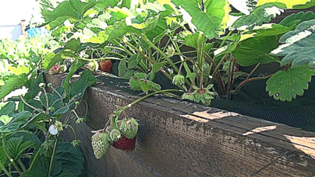 «Красивая Земля».Строю дом и выращиваю фрукты и овощи в своем огороде в ДП «Васильково» - видеоклип на песню