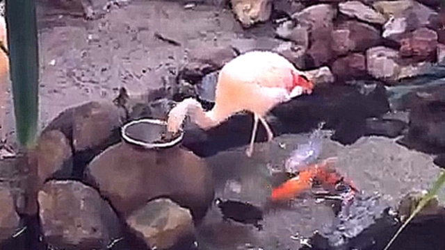 Фламинго кормят рыб 