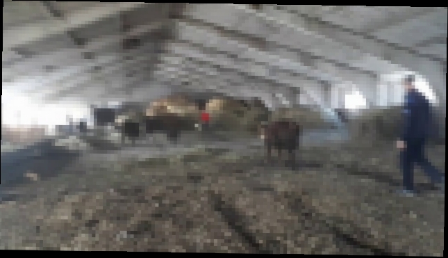 На ферме содержем Крупно рогатый скот мясных пород. 