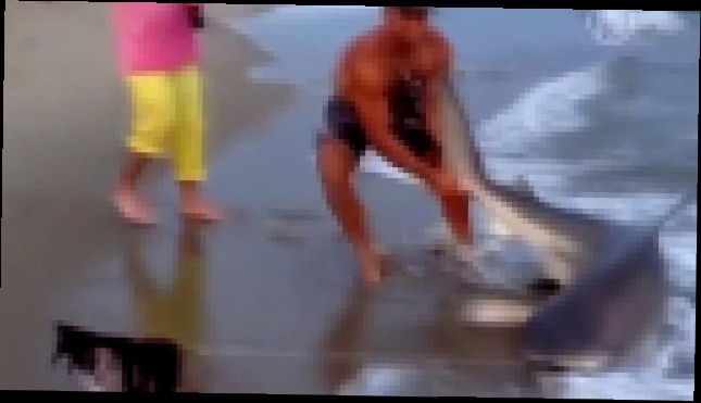 Рыбак поймал акулу и руками вытащил её на берег - видеоклип на песню