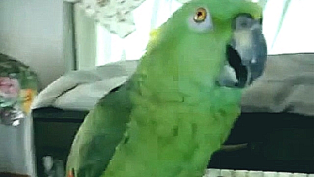 Попугай классно поет    - видеоклип на песню