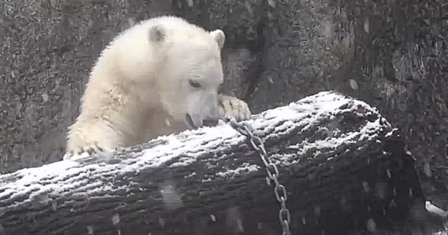 Белый медведь и первый снег - видеоклип на песню