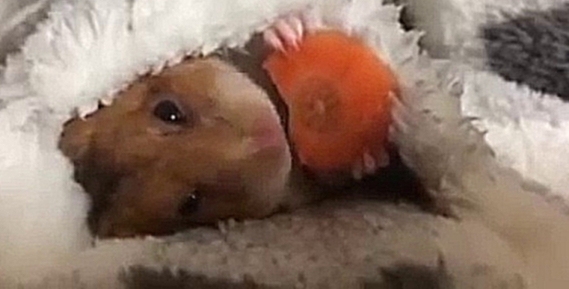 Милая морская свинка ест морковку 