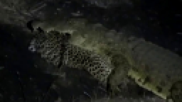 Крокодил поймал леопарда - видеоклип на песню