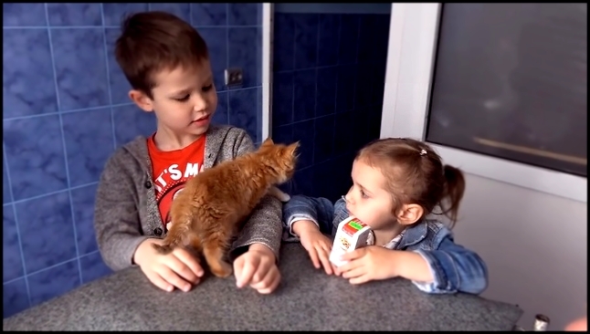 Кошечка Мурка ведём котёнка к ветеринару в клинику для животных ВЛОГ Cat in Anim - видеоклип на песню