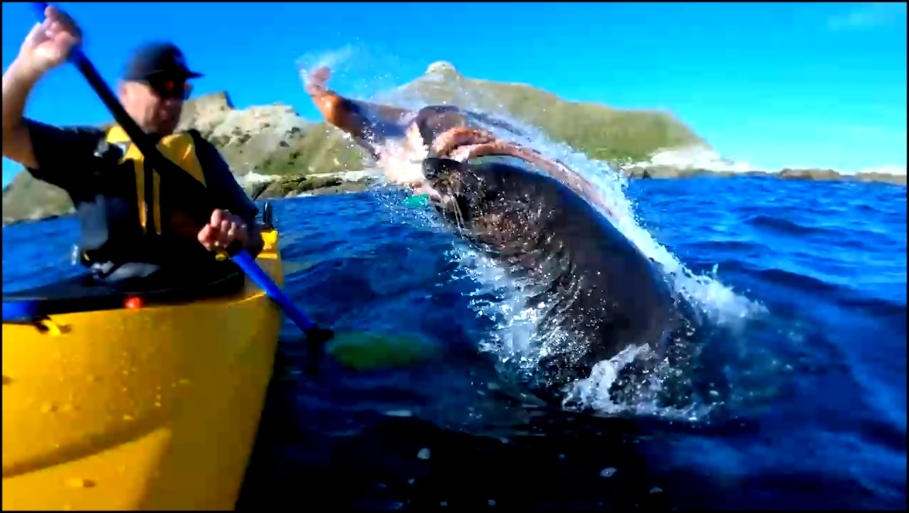 Тюлень ударил каякера по лицу осьминогом - видеоклип на песню