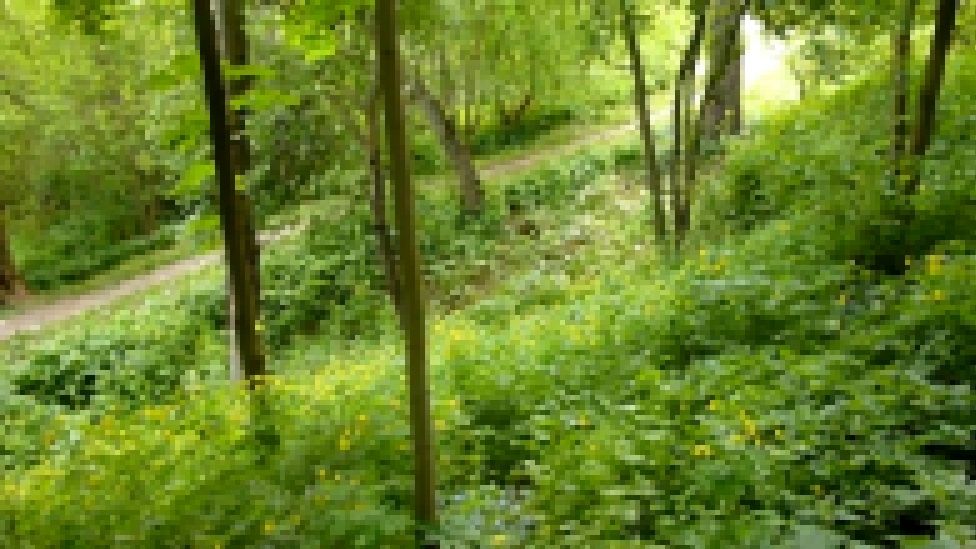 Прогулка по местному лесу Речка Деденево Россия 28 05 2015 - видеоклип на песню