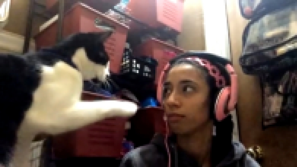 Кот просит его почесать  - видеоклип на песню