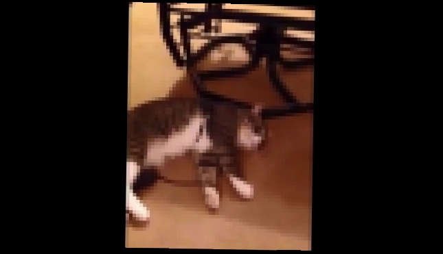 Кот притворился мертвым,чтобы не идти гулять - видеоклип на песню