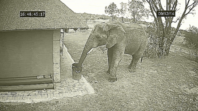 Слон убирает мусор - видеоклип на песню