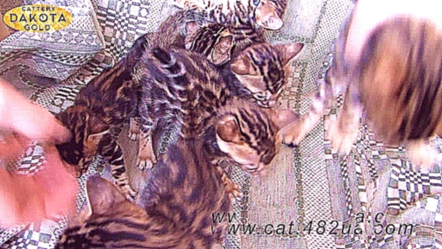 Праздники питомника бенгальской кошки Dakota Gold -новые бенгальские котята 26072017, 1 месяц (мама  - видеоклип на песню