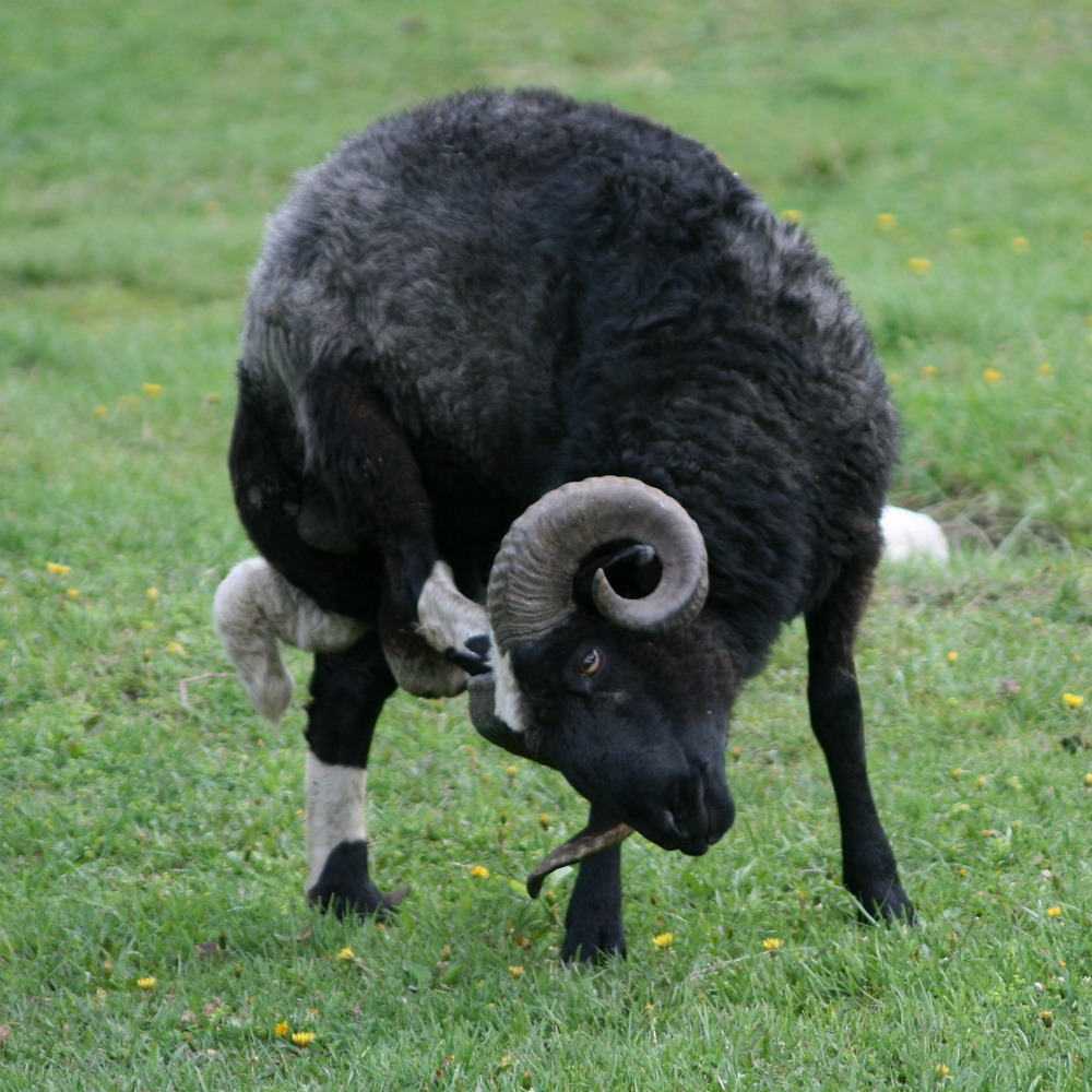 2011 Черная овечка