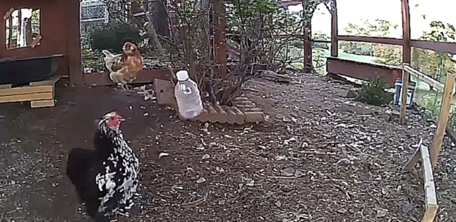 Курица играет с бутылкой - видеоклип на песню