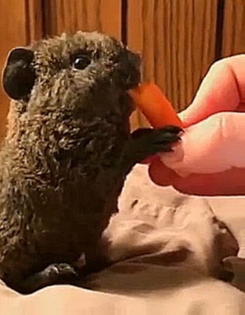 Квокка кушает морковку 