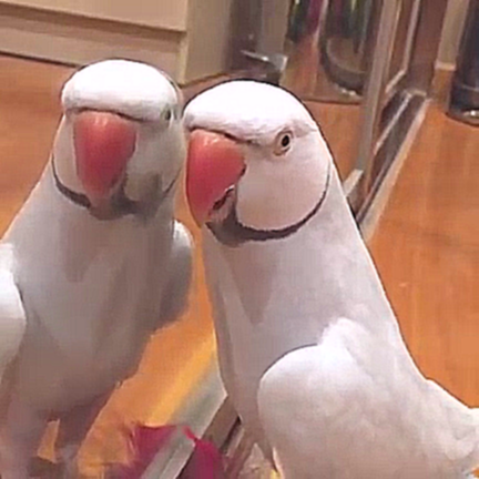 Попугай очень любит разговаривать с собой - видеоклип на песню