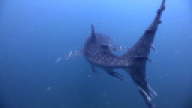 Китовая акула и рыбы прилипалы - видеоклип на песню