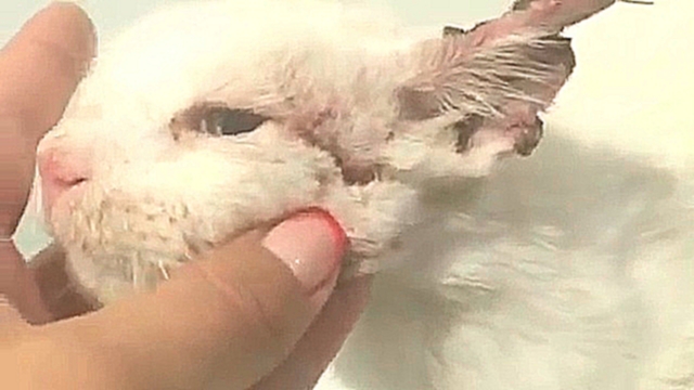 Токарева-кошка некроз на ушах - видеоклип на песню
