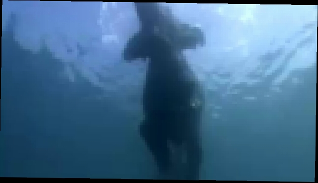 Слоны плывут - видеоклип на песню