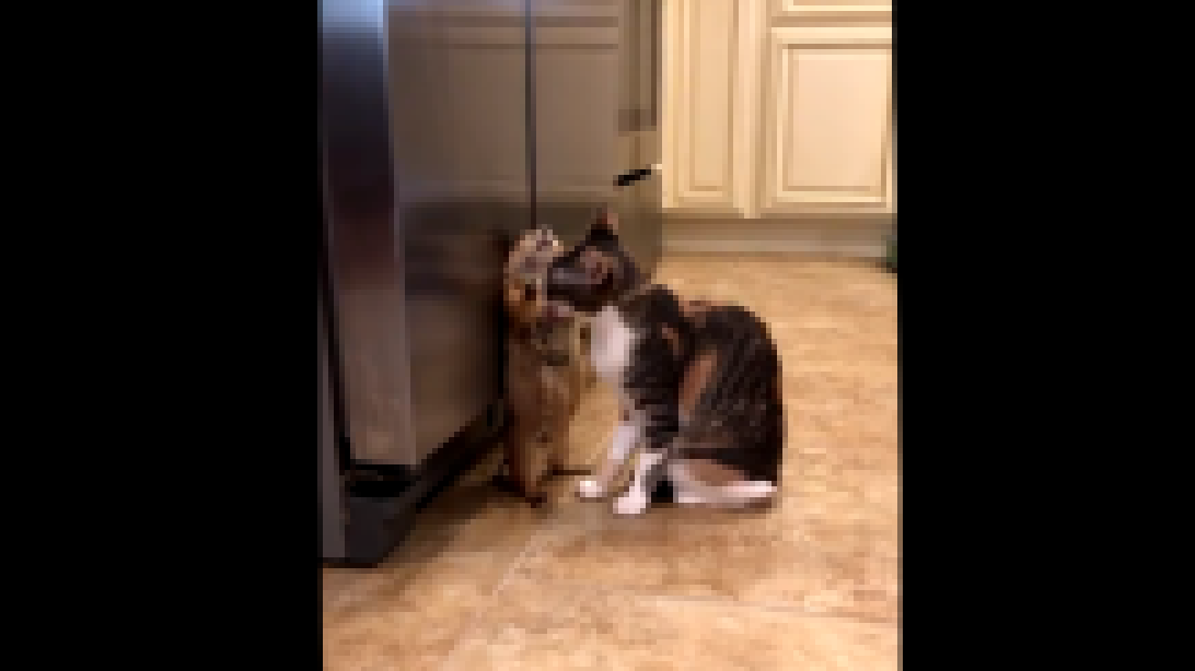 Кошка лижет луговую собачку - видеоклип на песню