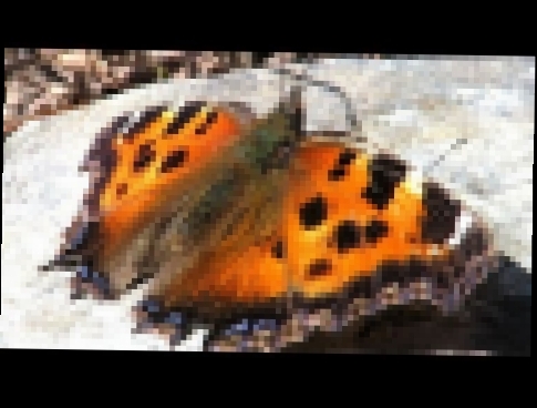 Первая весенняя бабочка, First spring butterfly - видеоклип на песню
