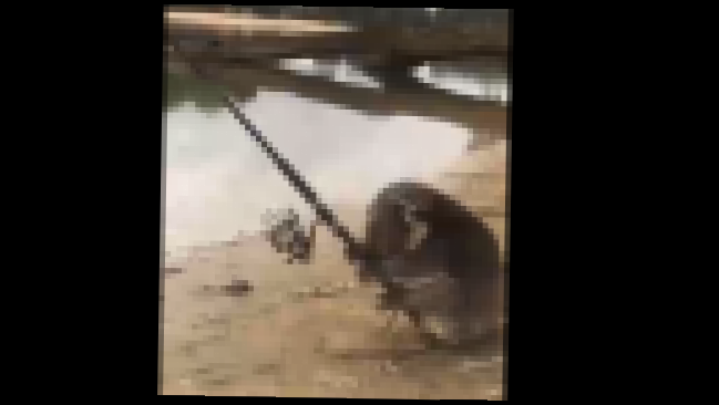 Коала ловит рыбу на удочку - видеоклип на песню
