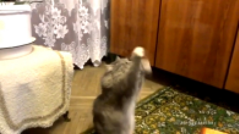 Котик танцует - видеоклип на песню