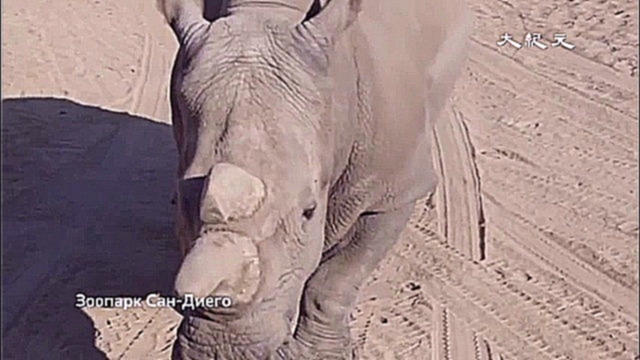 В Кении умер один из последних северных белых носорогов (новости) - видеоклип на песню