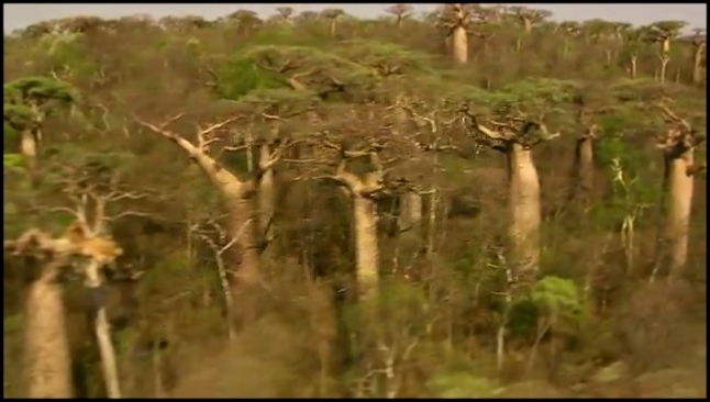 BBC: Мадагаскар: Земля, где эволюция шла своим путём: Остров чудес / 1 серия - видеоклип на песню