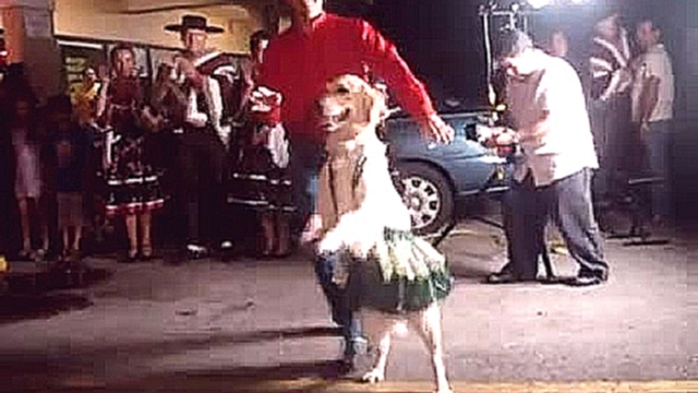 Собака танцует меренгу 