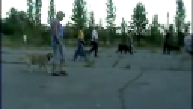 Дрессировка собак  в набережных Челнах - видеоклип на песню