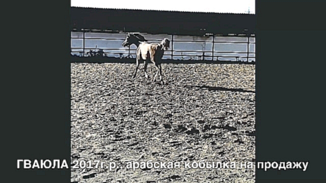 продажа лошади арабской чистокровной породы, кобылка ГВАЮЛА 2017 г.р. - видеоклип на песню