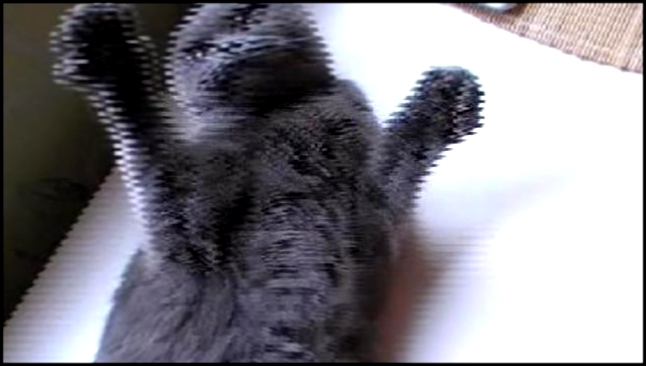 Кошка Чика - видеоклип на песню