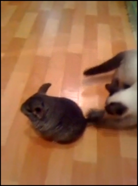 Сиамский кот vs Шиншилла. А-ха-ха! Угар, ржака! - видеоклип на песню