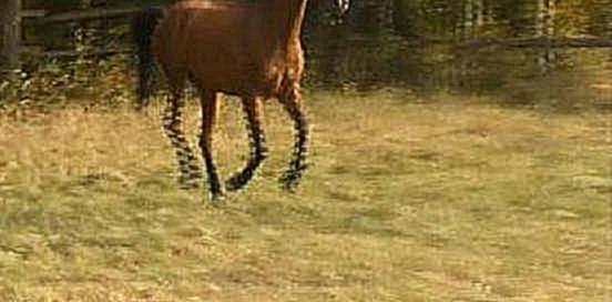 лошади на продажу, кобыла РЕПРИЗА  2007г.р.(Пегас &#8211; Роза )  - видеоклип на песню