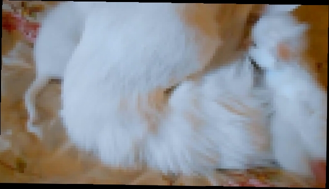 Радость кошачьего материнства! Обзор прекрасных породистых  белых кошек Као-Мани и Турецкая Ангора - видеоклип на песню