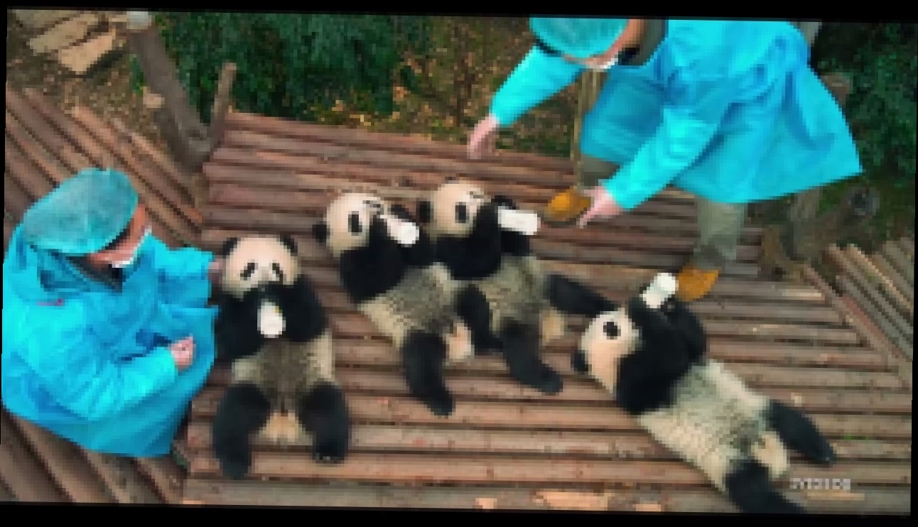 Панды 3D/ Pandas (2018) Русский трейлер - видеоклип на песню