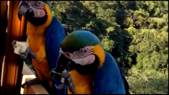 Попугаи прилетают за вкусняшками - видеоклип на песню