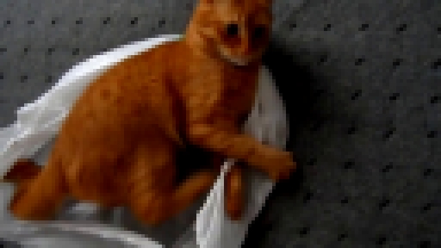 Прикол! Красивый рыжий кот Персик играет с пакетом. Joke! red cat plays with the package. 