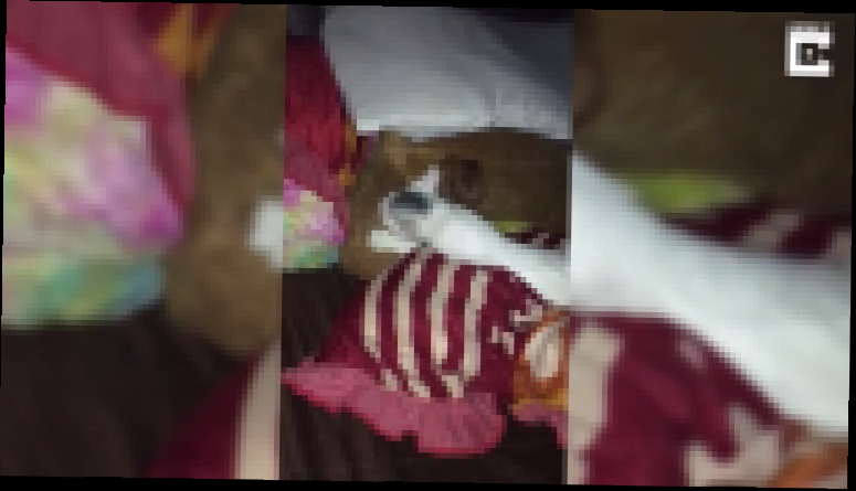 Котенок перепутал подушку с мамой - видеоклип на песню
