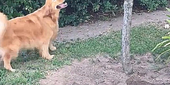 Собака хочет персики 