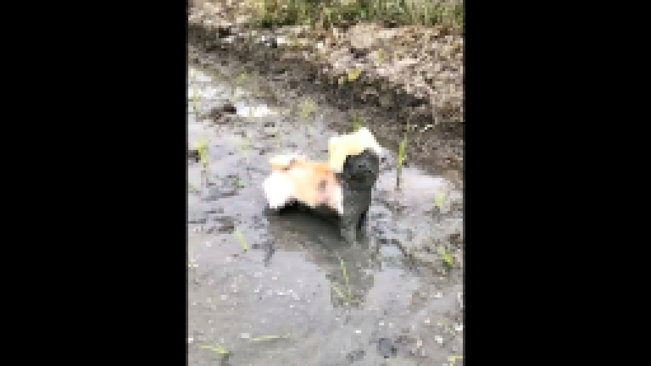 Вы никогда не должны разрешать вашей собаке играть в грязи - видеоклип на песню