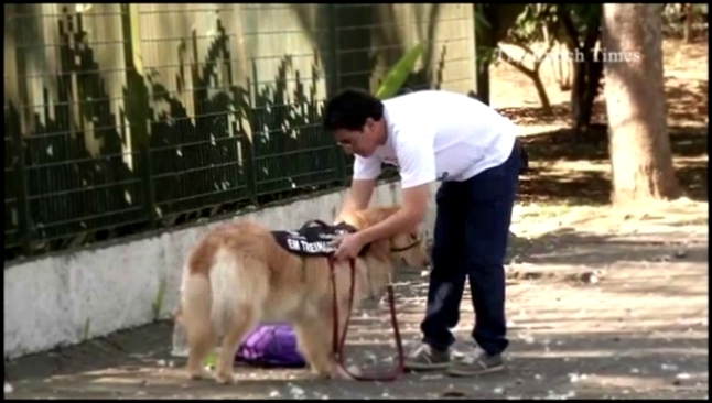 Бразильский рэппер и золотистый ретривер борются за прав собак-помощников 