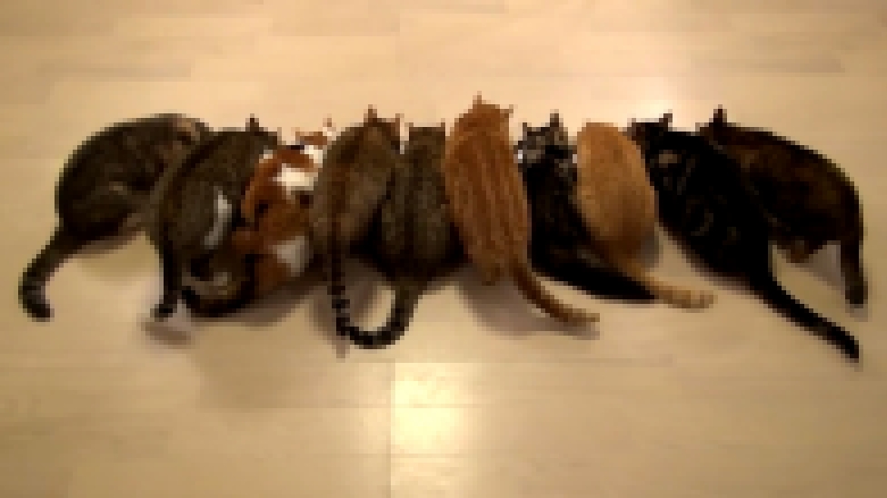 10 котов, которые кушают - видеоклип на песню