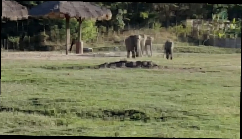 Слоны здороваются с трактористом - видеоклип на песню