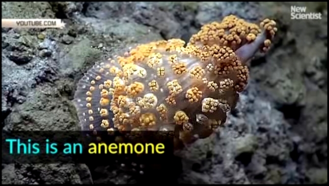 Неизвестные живые организмы появились на дне Марианской впадины - видеоклип на песню