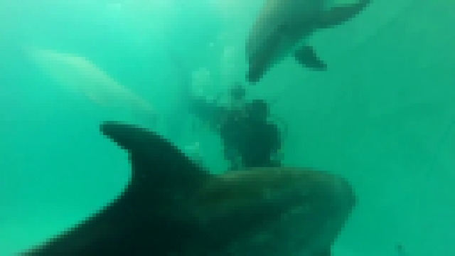 Поплавать с дельфинами наяву! Ребят из ПНИ православное братство сводило в дельфинарий - видеоклип на песню