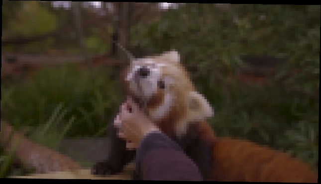 Детеныш красной панды любит, когда его чешут - видеоклип на песню