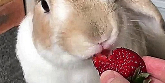 Кролик ест клубнику 