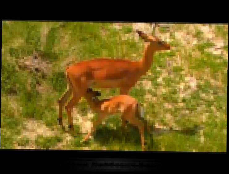 Южная Африка. Заповедник Джума Djuma в Нацпарке Крюгера. Оленихи кормят своих "bambi" у водопоя LIVE - видеоклип на песню